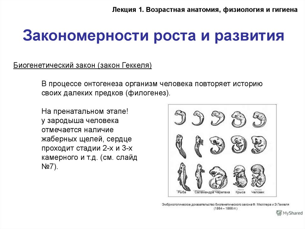 Возрастная анатомия физиология и гигиена детей