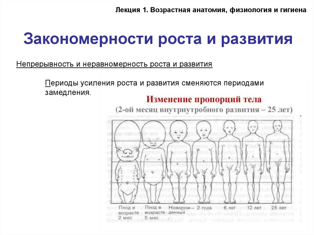 Возрастная анатомия физиология и гигиена лекции. Неравномерность роста и развития. Возрастная анатомия. Непрерывность и неравномерность роста и развития. Возрастная анатомия физиология и гигиена.