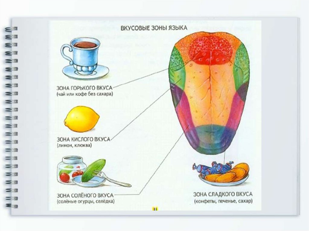 Какой цифрой на рисунке отмечена зона языка отвечающая за распознавание сладкого вкуса