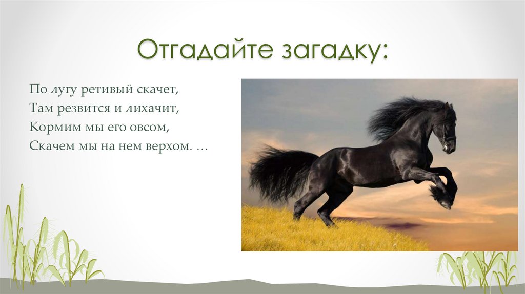 Отгадайте загадку: