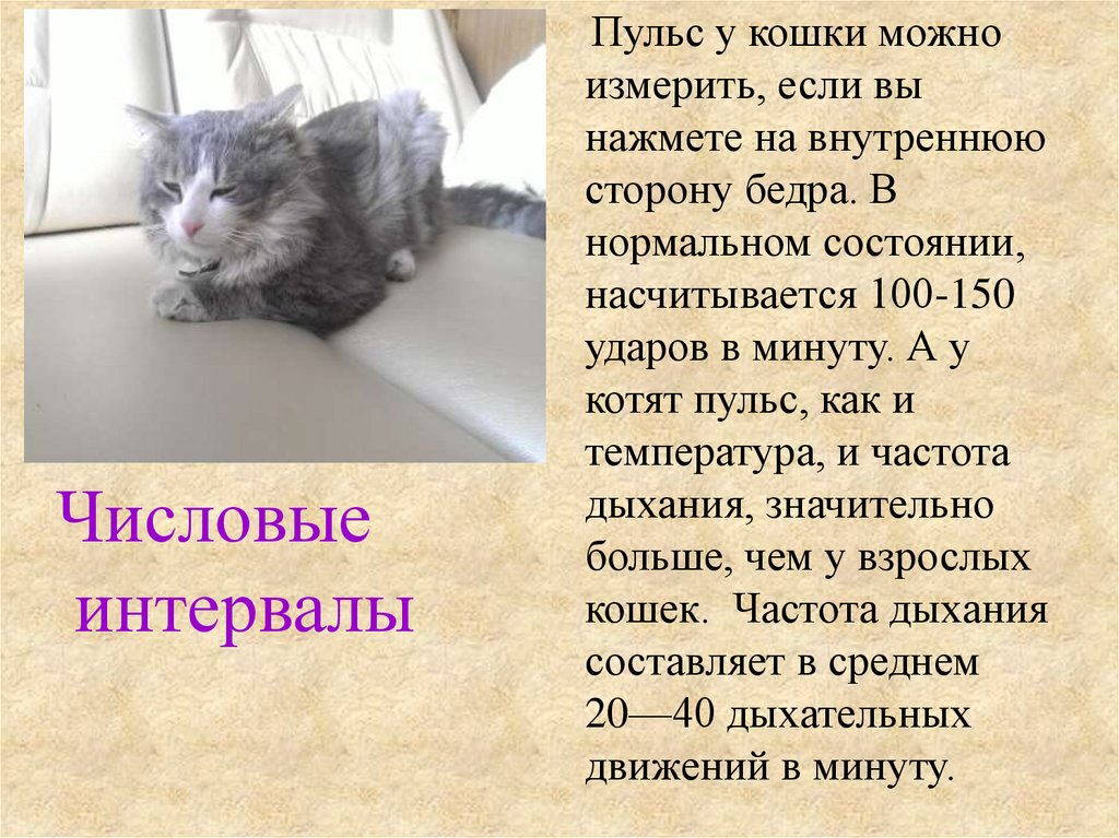 Дыхание у кошки в минуту. Сердцебиение у котят. Пульс у кошек. Нормальное сердцебиение у кошек. Пульс у кошек норма.