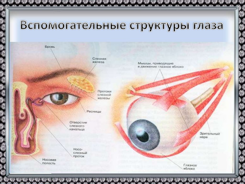 Вспомогательные строение глаза. Оптический аппарат глаза. Вспомогательные структуры глаза. Строение глаза фото с описанием. Глаз как оптический прибор.