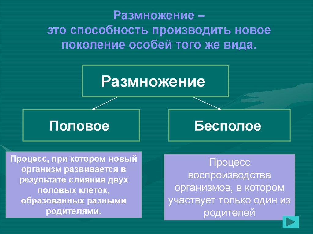 Полова термин. Бесполое размножение. Беспалова размножение. Ббезполовое размножение. Половое и бесполое размножение.