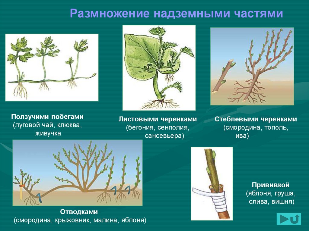 Размножение деревьев и кустарников презентация