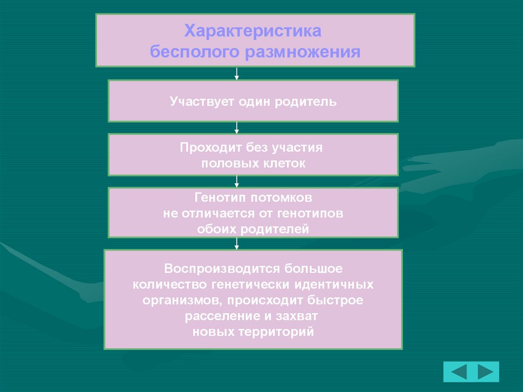 Генетически идентичными организмами. Половое и бесполое размножение  потомки идентичны родителям. Характеристики полового размножения генотипы. Потомки при половом размножении генетически. Генотип при половом размножении.