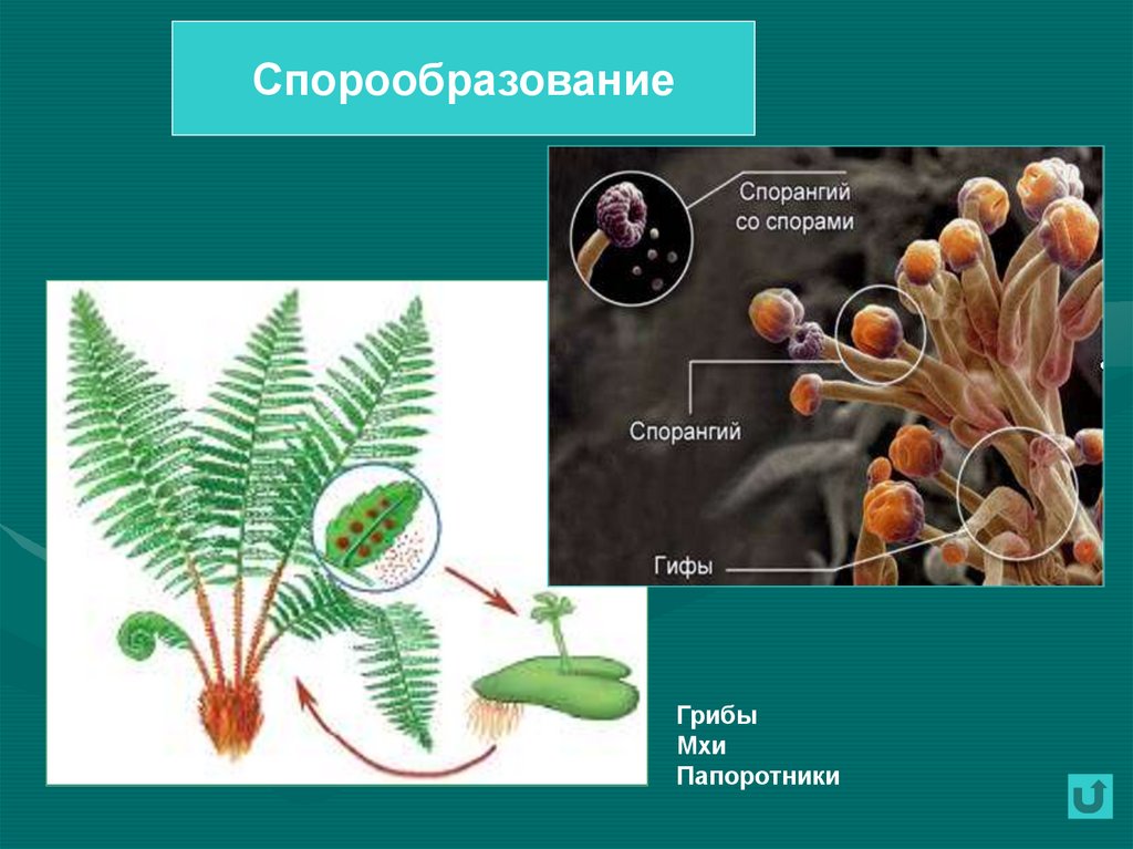 Спорангий это. Спорообразование папоротника. Спорообразование папоротник биология. Спорообразование у мхов и папоротников. Спорообразование папоротника бесполое.