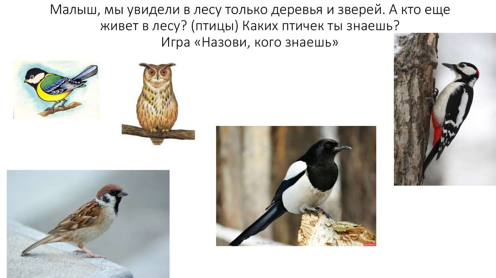 Малыш, мы увидели в лесу только деревья и зверей. А кто еще живет в лесу? (птицы) Каких птичек ты знаешь? Игра «Назови, кого