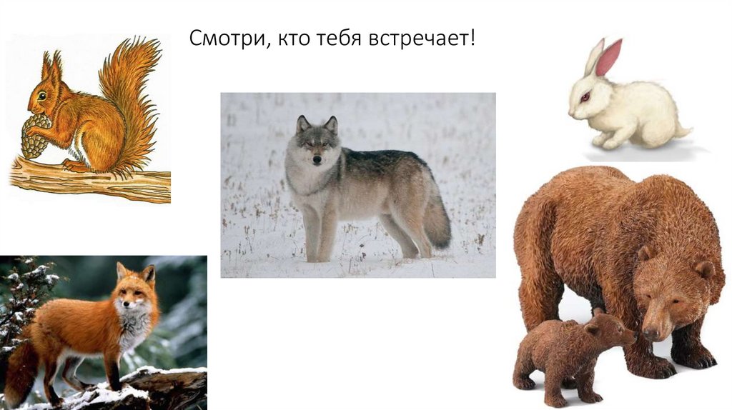 Смотри, кто тебя встречает!