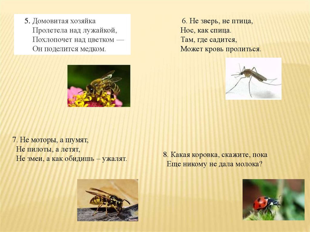 Цветок там и медок. Домовитая хозяйка полетела над лужайкой похлопочет. Не зверь не птица а нос как спица. Домовитая хозяйка пролетает над лужайкой, похлопочет над цветком –. Отгадай Домовитая хозяйка полетела над лужайкой.