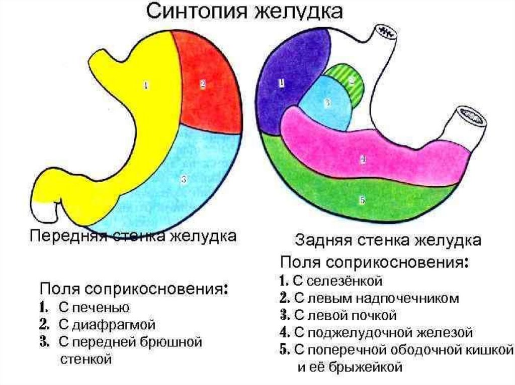 Синтопия нижней поверхности печени схема