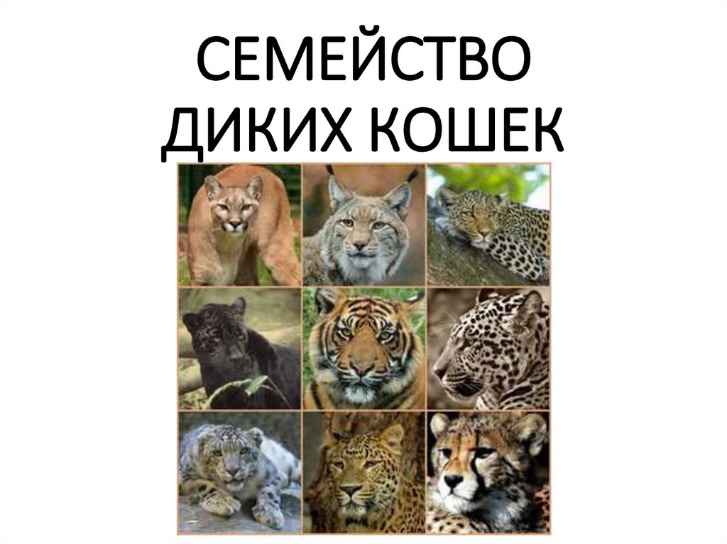 Кот дивуар презентация