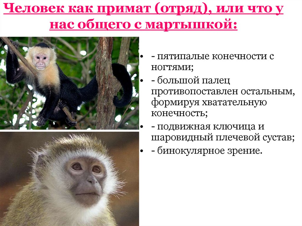 К отряду приматов принадлежат. Отряд обезьяны или приматы. Отряд приматы семейство гоминиды. Отряд приматы общая характеристика. Отряд примат роль.