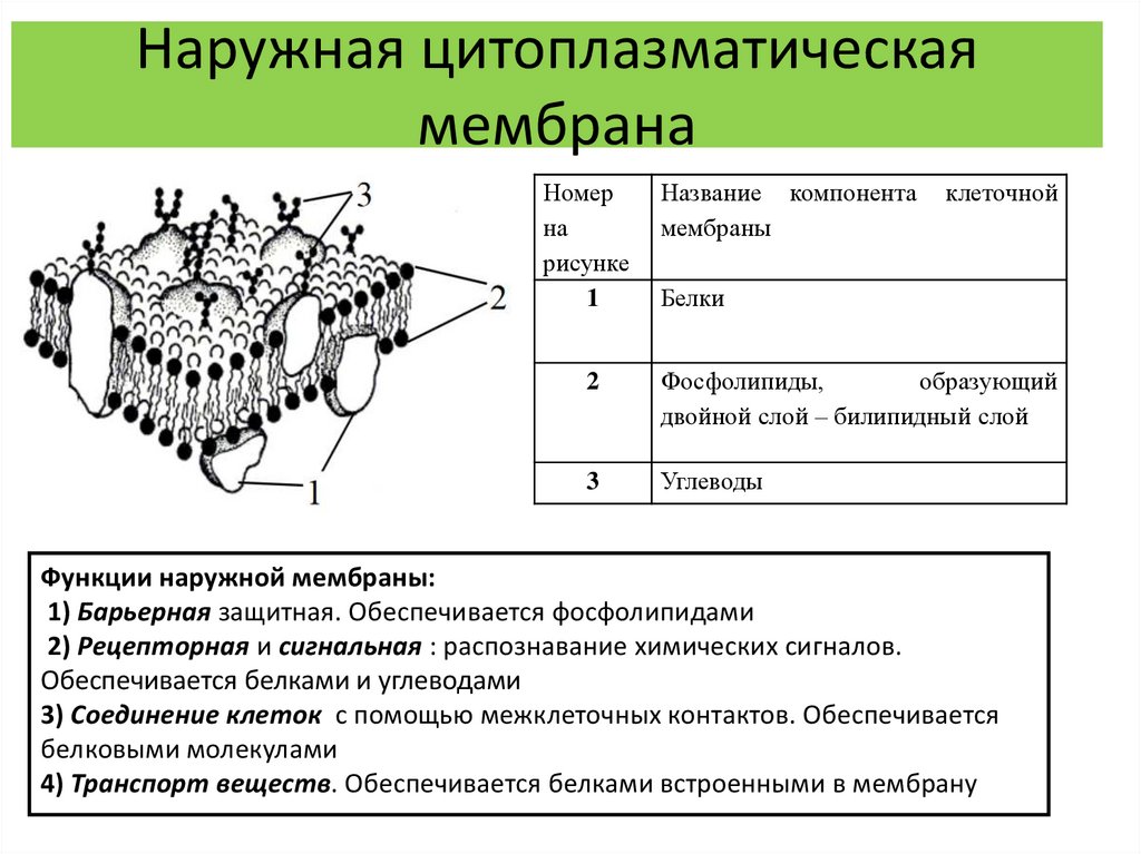 Особенности строения мембраны. Строение наружной цитоплазматической мембраны. Цитоплазматическая мембрана строение и функции. Цитоплазматическая мембрана наружный слой. Каково строение цитоплазматической мембраны.