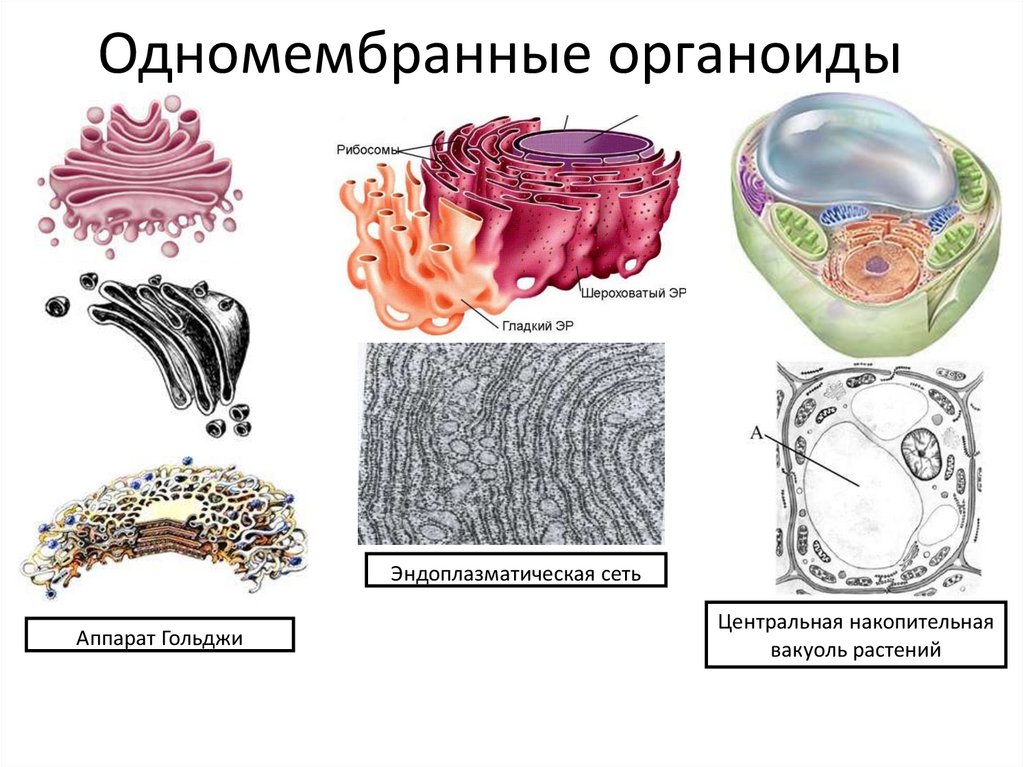 Каким номером обозначен органоид. Аппарат Гольджи одномембранный. Одномебранный органоиды клетки. Одномесбранных органоиды клетки..