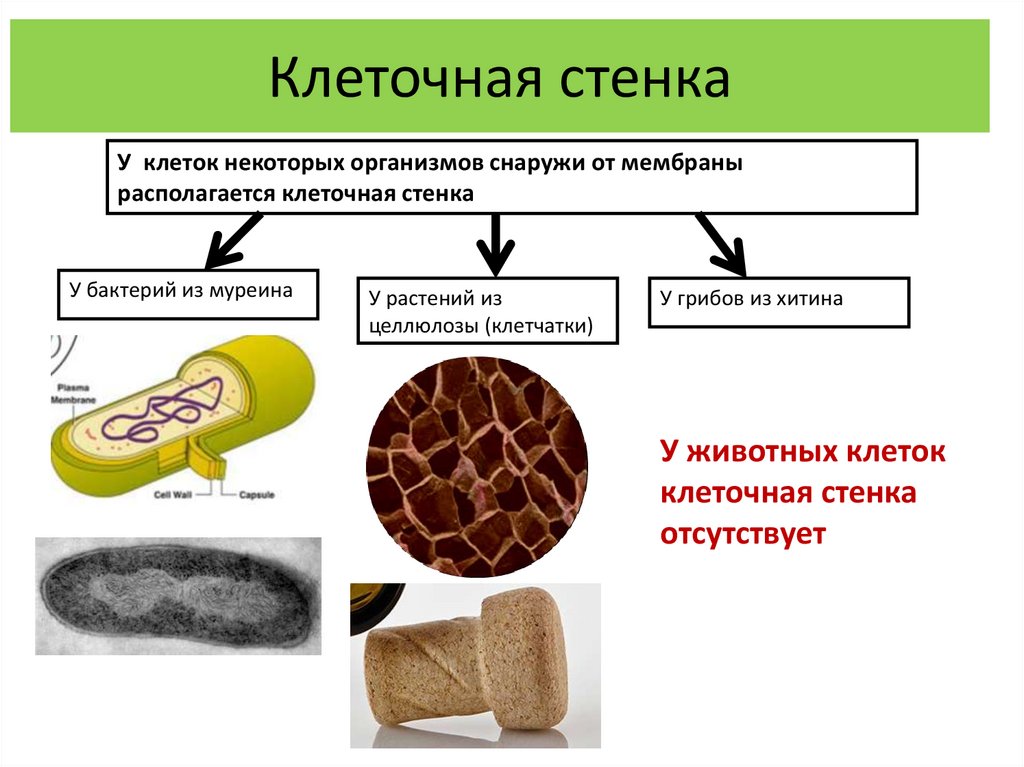 Клеточная стенка
