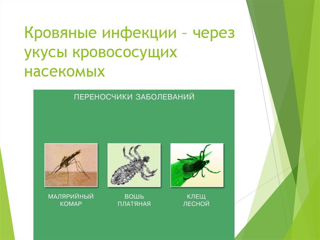 Инфекции передающиеся через укусы кровососущих насекомых