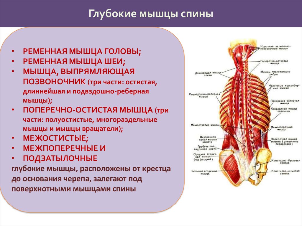 Глубокая поясница. Глубокие мышцы спины. Мышцы спины глубокий слой. Глубокие мышцы позвоночника. Средний слой глубоких мышц спины.