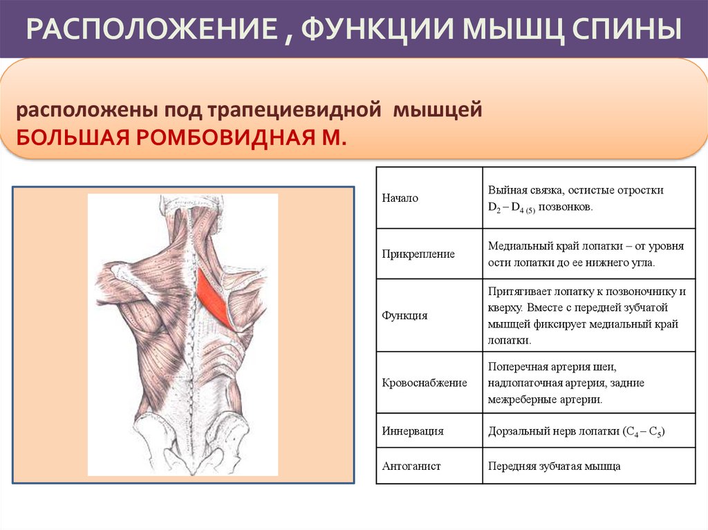 Главная функция мышцы. Малая ромбовидная мышца функции. Большая и малая ромбовидные мышцы спины. Мышцы спины функции. Ромбовидная мышца спины функции.