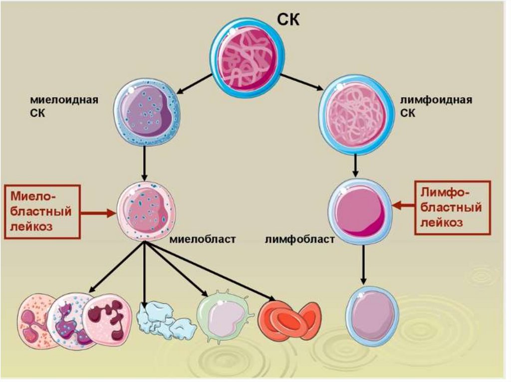 Особенности развития клеточных элементов белой крови схема миело и лимфопоэза
