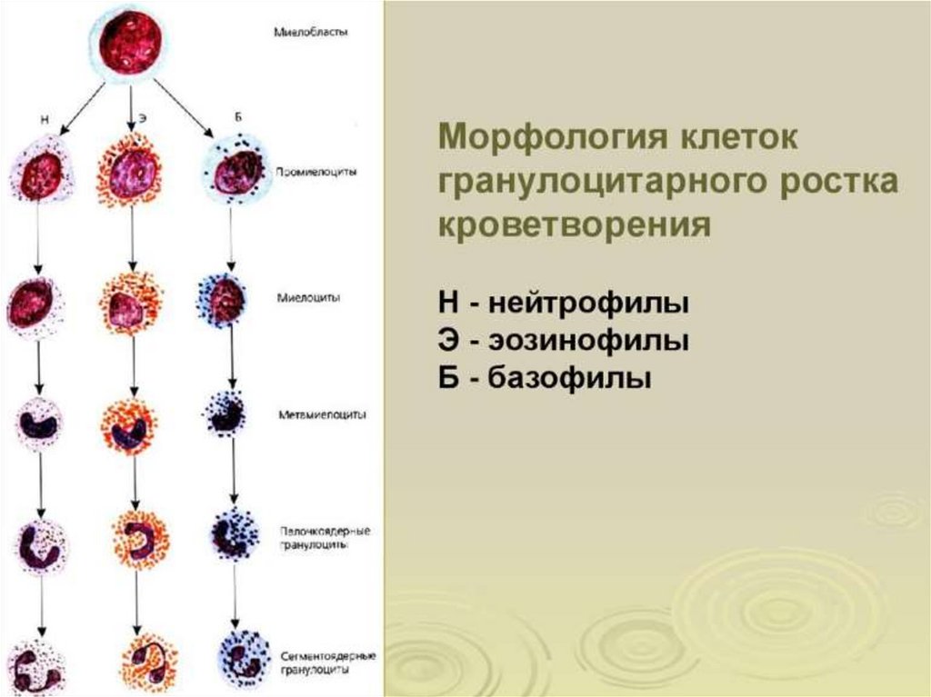 Особенности развития клеточных элементов белой крови схема миело и лимфопоэза