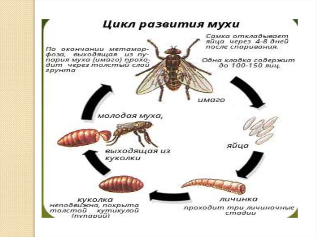 Развитие мясной мухи