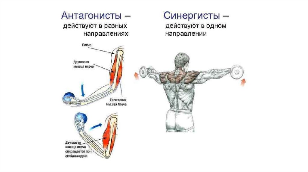 Работа мышц антагонисты. Мышцы агонисты антагонисты синергисты таблица. Группы мышц антагонистов верхней конечности. Синергист грудных мышц. Агонист и антагонист мышцы.