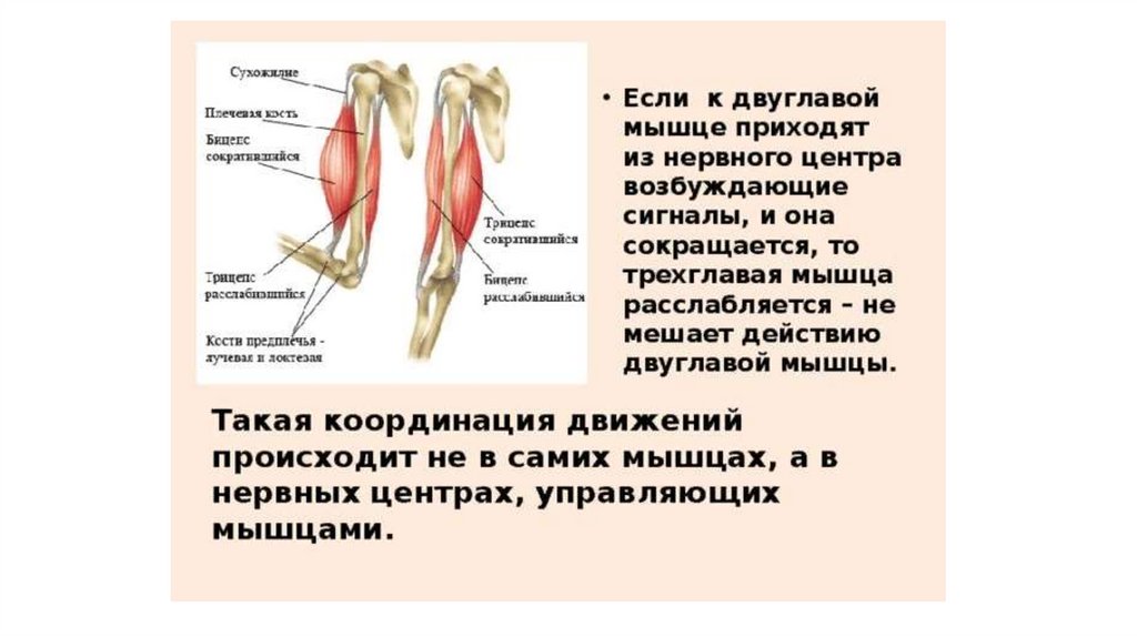 Двуглавая и трехглавая мышца