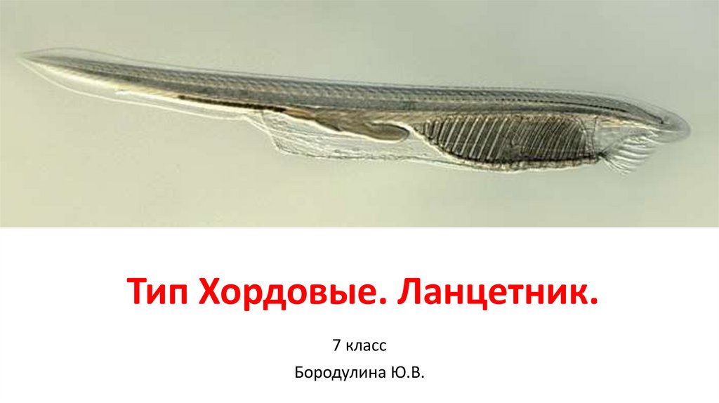 Род хордовые. Азиатский ланцетник. Нотохорд у ланцетника. Латцетик обыкновенный. Ланцетник животное.