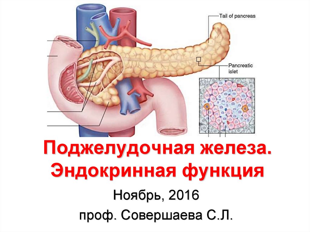 Какова роль поджелудочной железы в организме. Экзо и эндокринная функция поджелудочной железы. Инкреторная функция поджелудочной железы. Поджелудочная железа, её эндокринная функция.. Внутрисекреторная функция поджелудочной железы.