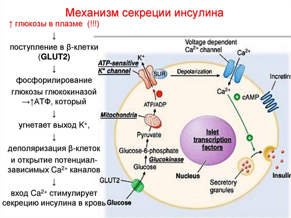 Секреторные б клетки. Механизм стимуляции секреции инсулина. Секреция инсулина биохимия. Регуляция секреции инсулина глюкозой.