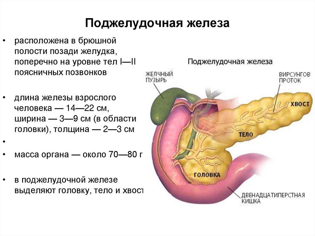 Где болит поджелудочная железа у женщин фото. Эндокринная система поджелудочной железы. Поджелудочная железа секрет железы. Строение дольки поджелудочной железы. Строение эндокринной части поджелудочной железы.