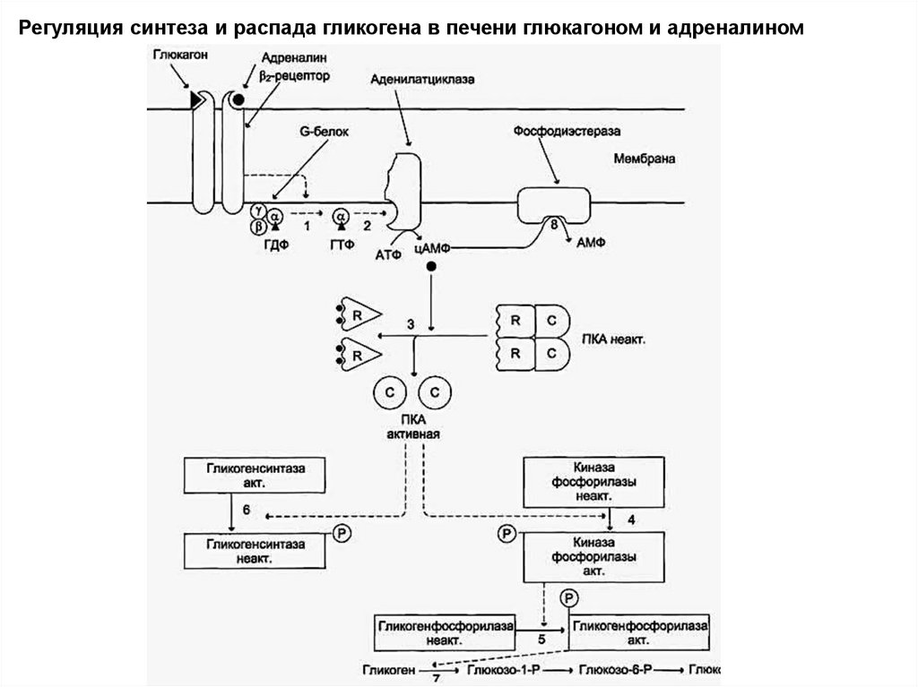 Синтез в печени. Механизм действия глюкагона схема. Схема регуляции синтеза и секреции инсулина и глюкагона. Действие глюкагона биохимия схема. Схема передачи сигнала для адреналина.