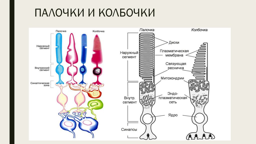 Палочки обеспечивают цветное изображение а колбочки черно белое