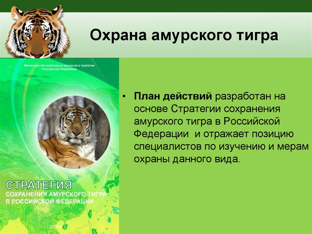 Сохранение тигров. Меры охраны Амурского тигра. Амурский тигр охрана. Охрана амурских тигров. Защита Амурского тигра.