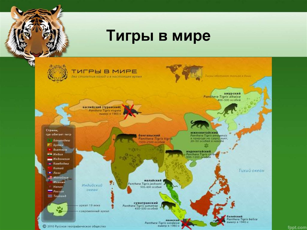 Где обитает тигр материк