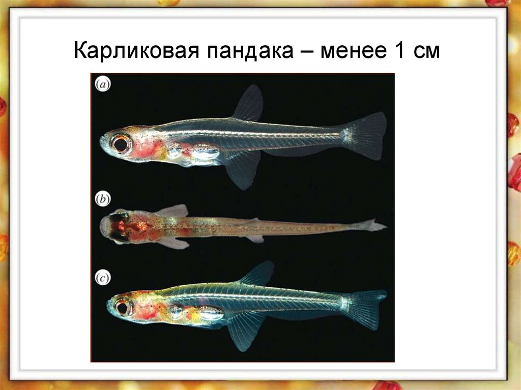 Карликовая пандака. Жизнедеятельность рыб. Карликовая пандака без фона. Комикс особенности внутреннего строения и жизнедеятельности рыб.