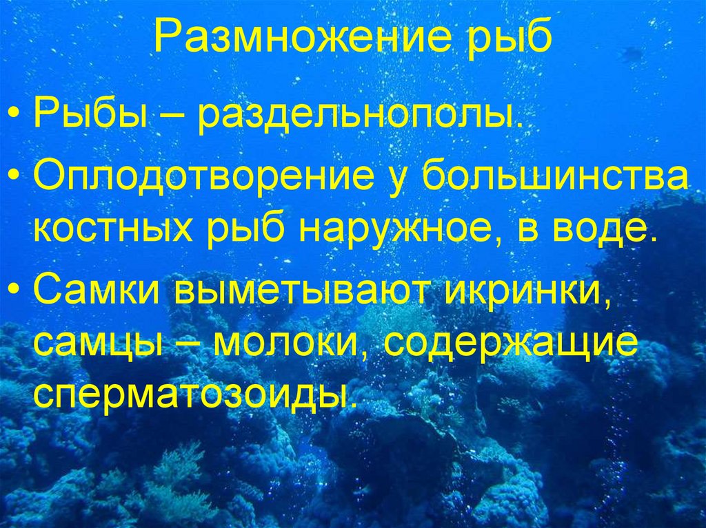 Размножение рыб. Особенности размножения рыб. Оплодотворение у рыб. Оплодотворение у костных рыб.