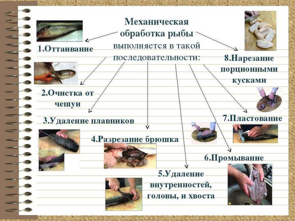 Рациональное использование рыб. Технологическая схема первичной обработки рыбы. Последовательность механической кулинарной обработки рыбы. Схема обробки риби. Перечислите операции механической кулинарной обработки рыбы.