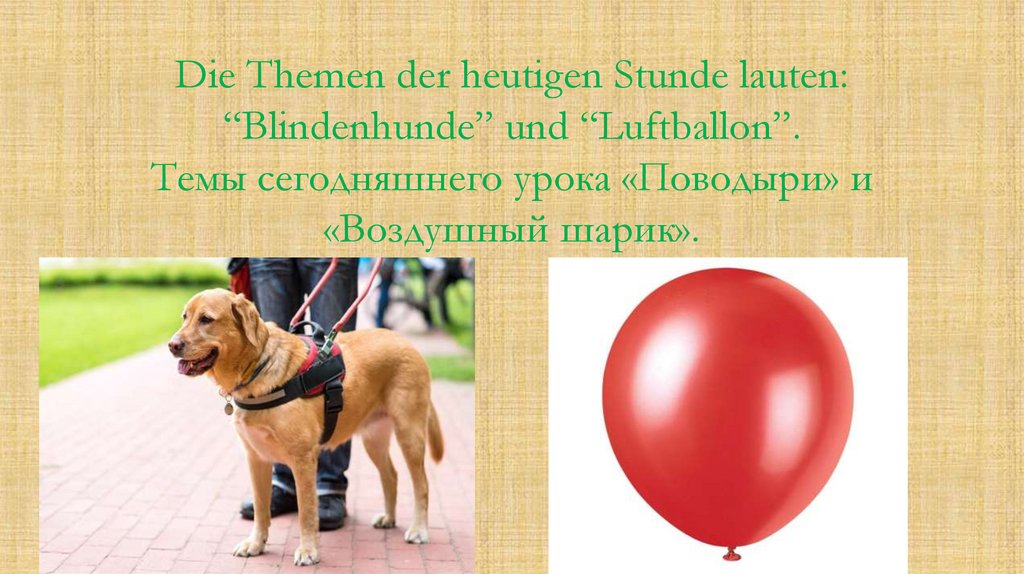 Die Themen der heutigen Stunde lauten: “Blindenhunde” und “Luftballon”. Темы сегодняшнего урока «Поводыри» и «Воздушный шарик».