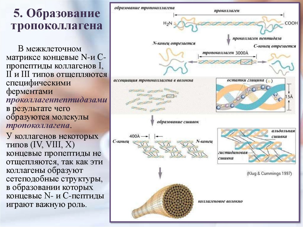 Синтез эластина схема биохимия