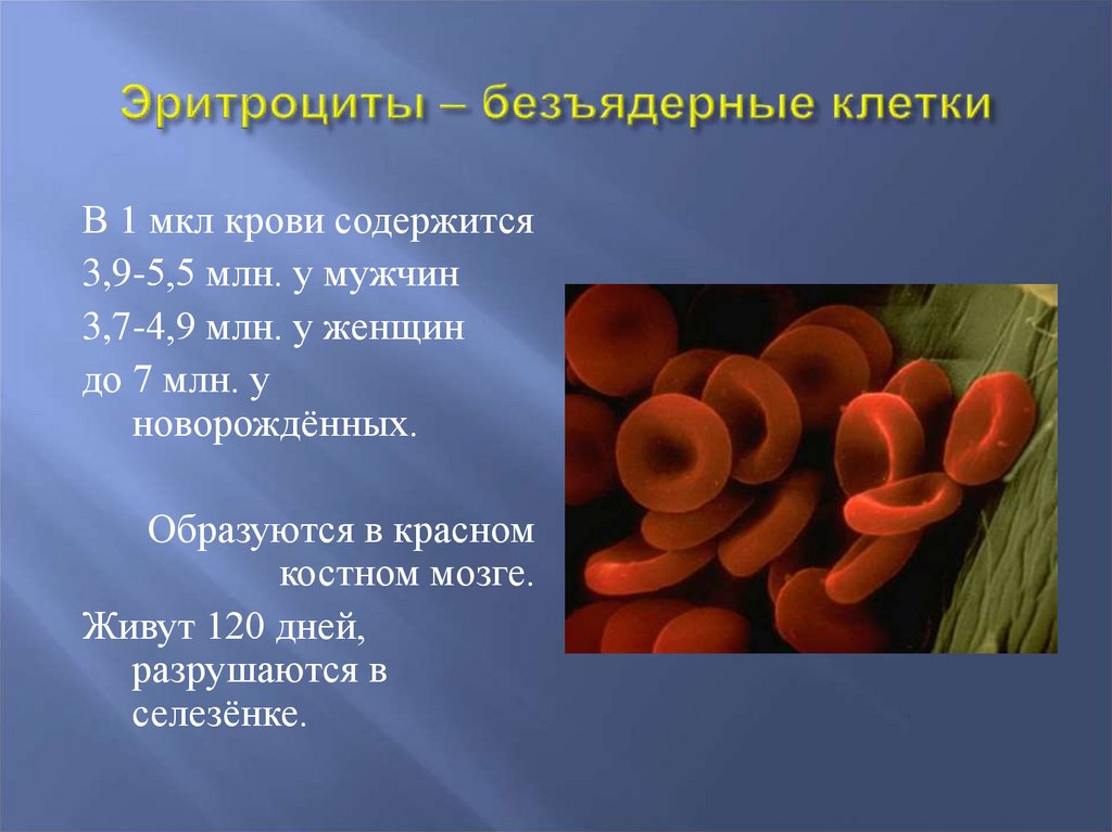 Эритроциты 5 5 у мужчин. Эритроциты безъядерные клетки. Клетка эритроцита. Эритроциты в крови. Эритроциты строение и функции.