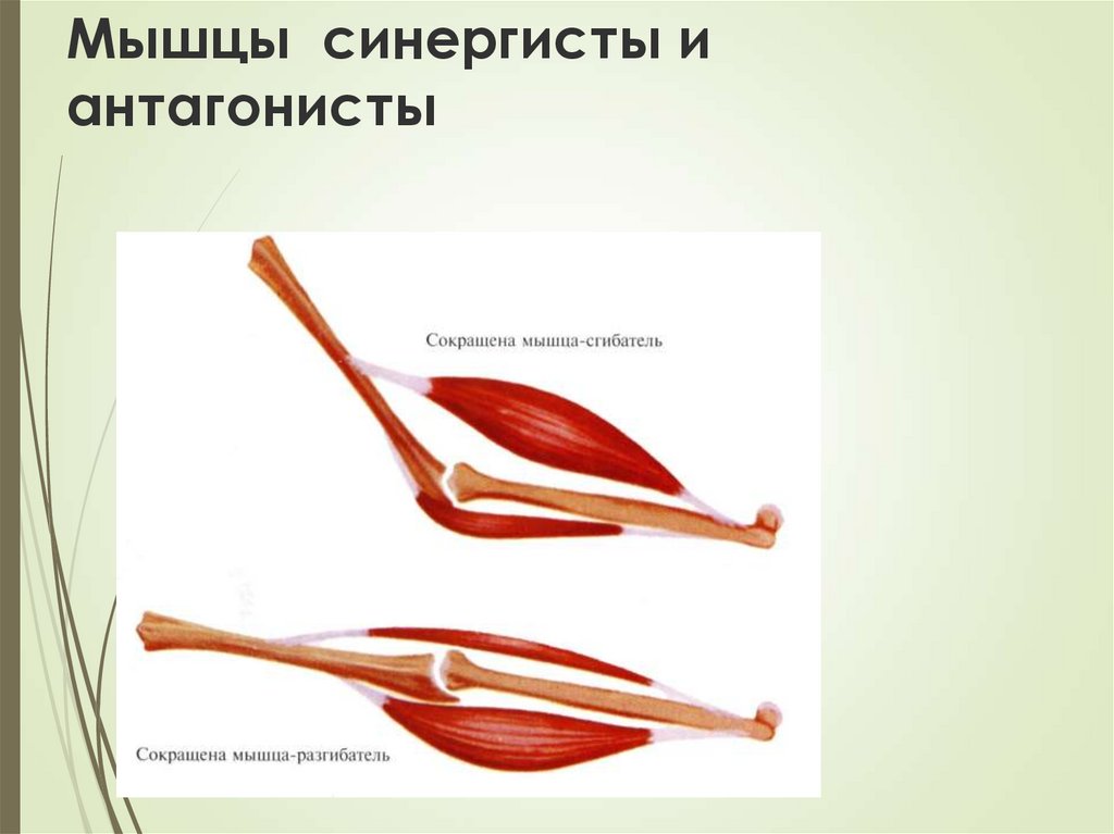 Мышцы синергисты. Синергисты и антагонисты. Мышцы агонисты и синергисты. Синергисты это анатомия. Сгибатели разгибатели синергисты антагонисты.