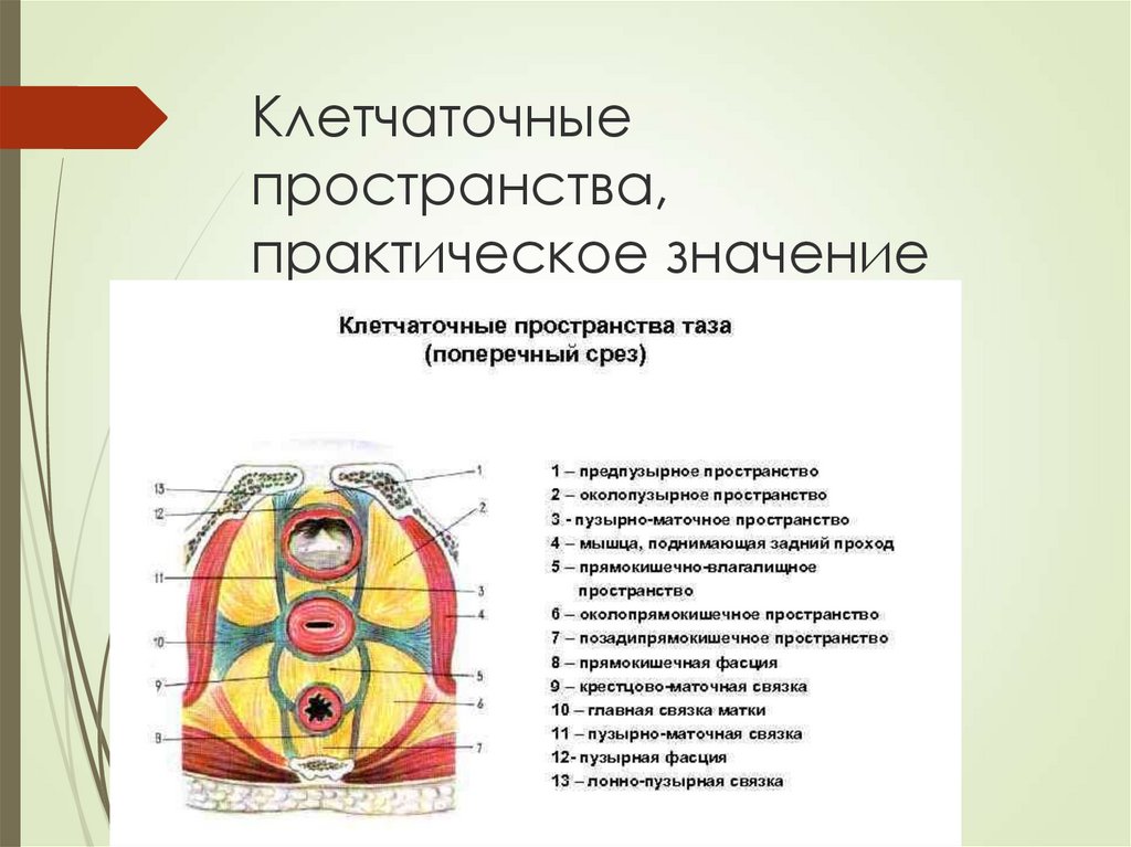 Мало полость. Забрюшинное клетчаточное пространство схема. Клетчаточные пространства шеи топографическая анатомия. Надгрудинное межапоневротическое клетчаточное пространство шеи. Предпузырное клетчаточное пространство.