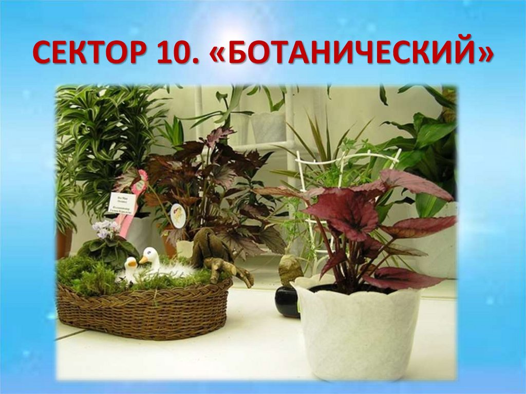 СЕКТОР 10. «БОТАНИЧЕСКИЙ»
