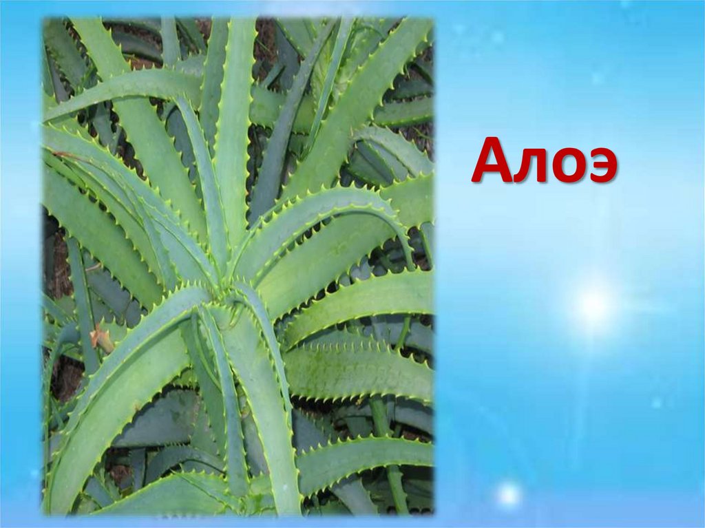 Алоэ