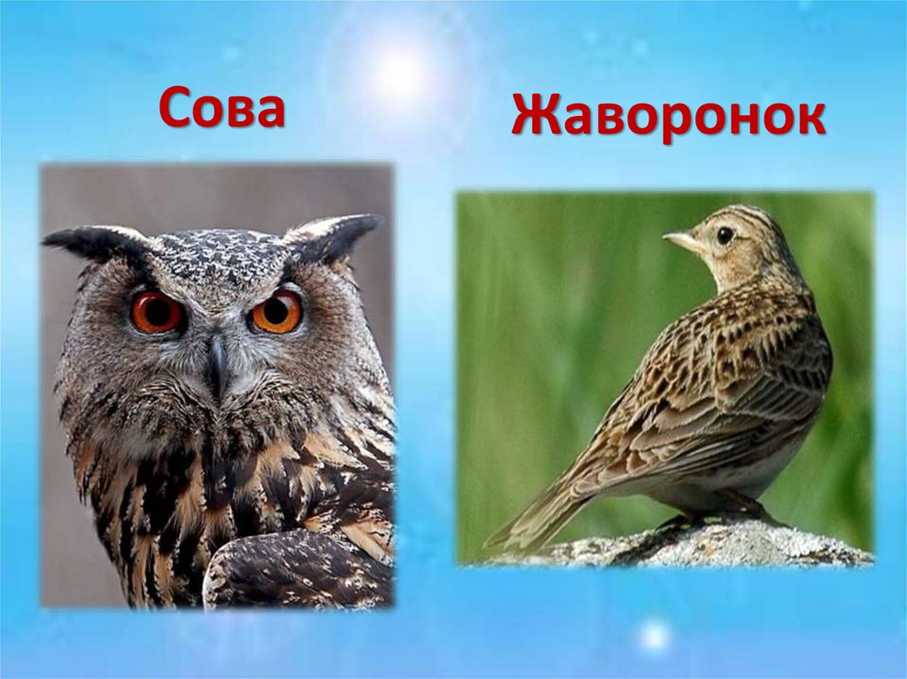 Сова