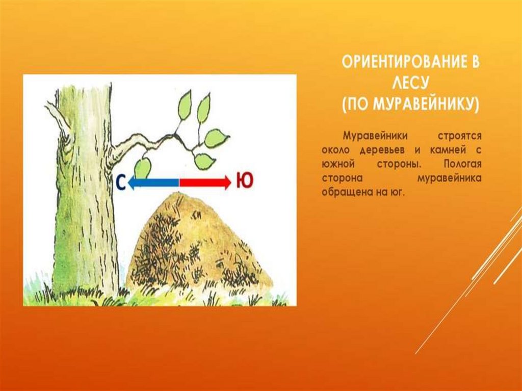 Ориентирование по муравейнику