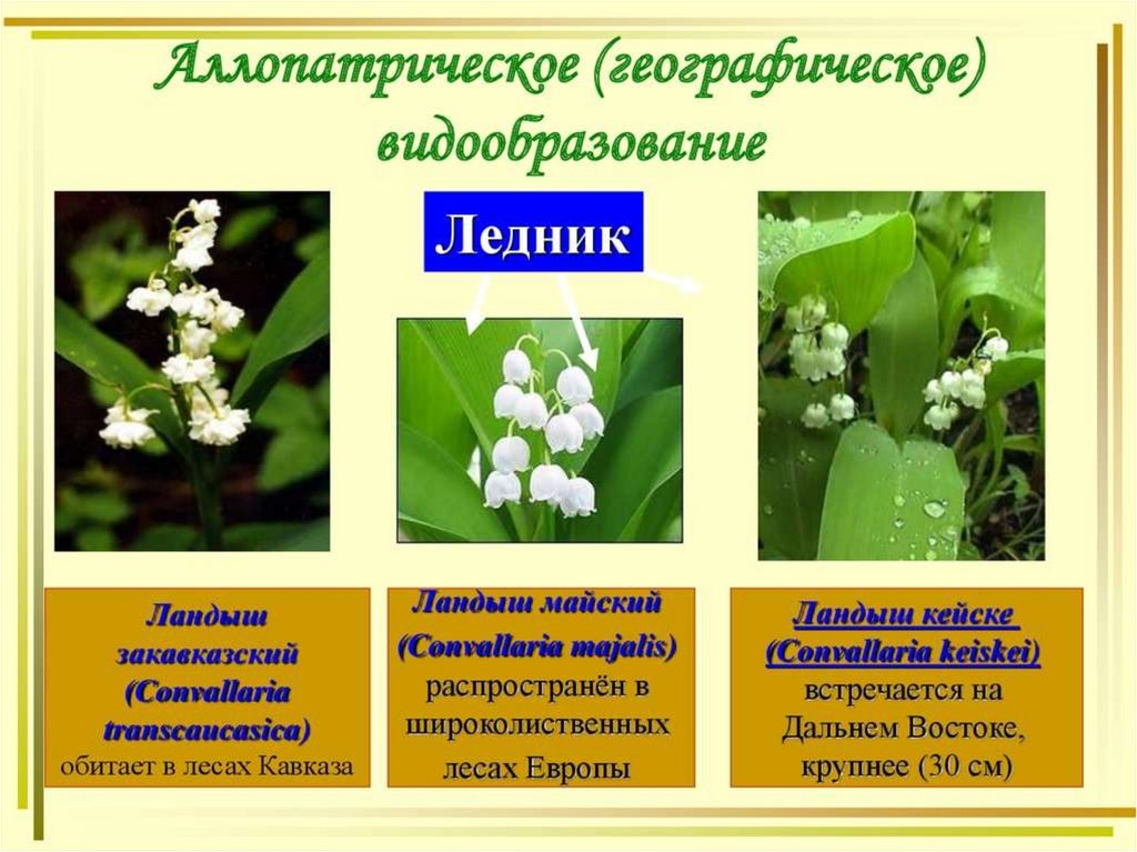 Современные представления о видообразовании презентация