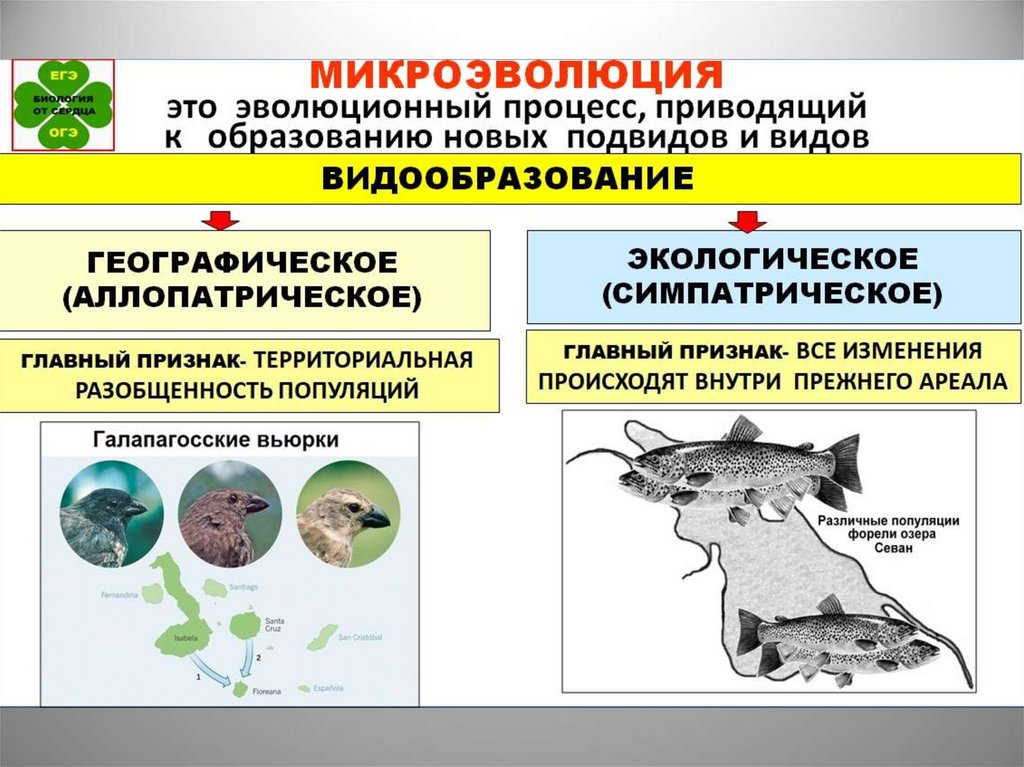 Используя рисунок 53 охарактеризуйте основные этапы географического видообразования