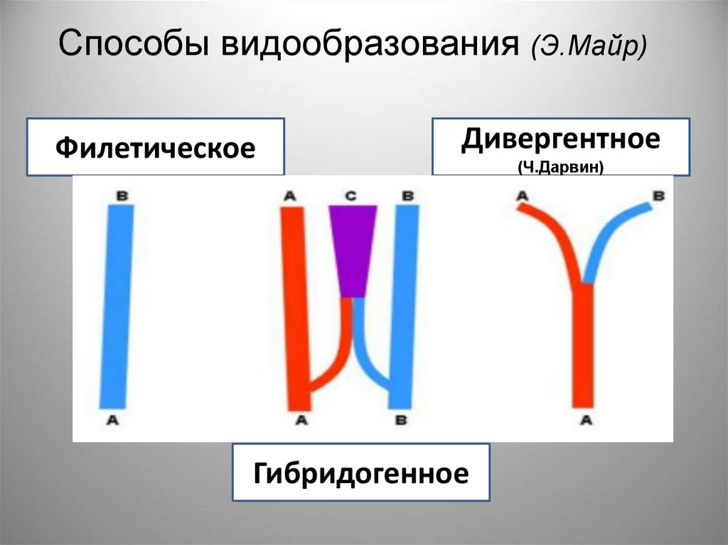 Способы видообразования